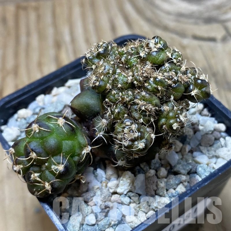 SH20181 Gymnocalycium mihanovichii ‘Cauliflower Coral’