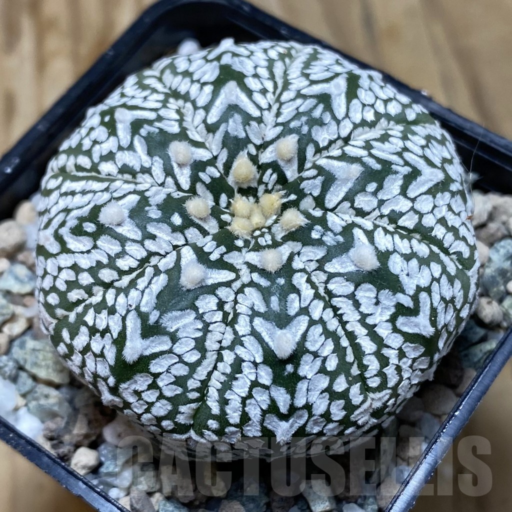 SH20140 Astrophytum asterias ‘Super Kabuto’ V-type