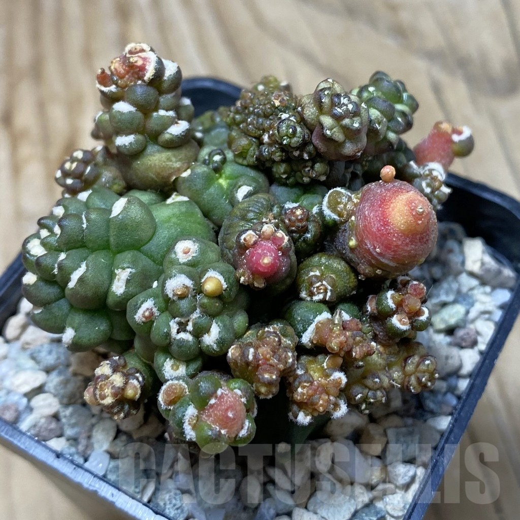 SH20183 Gymnocalycium mihanovichii ‘Transformer’