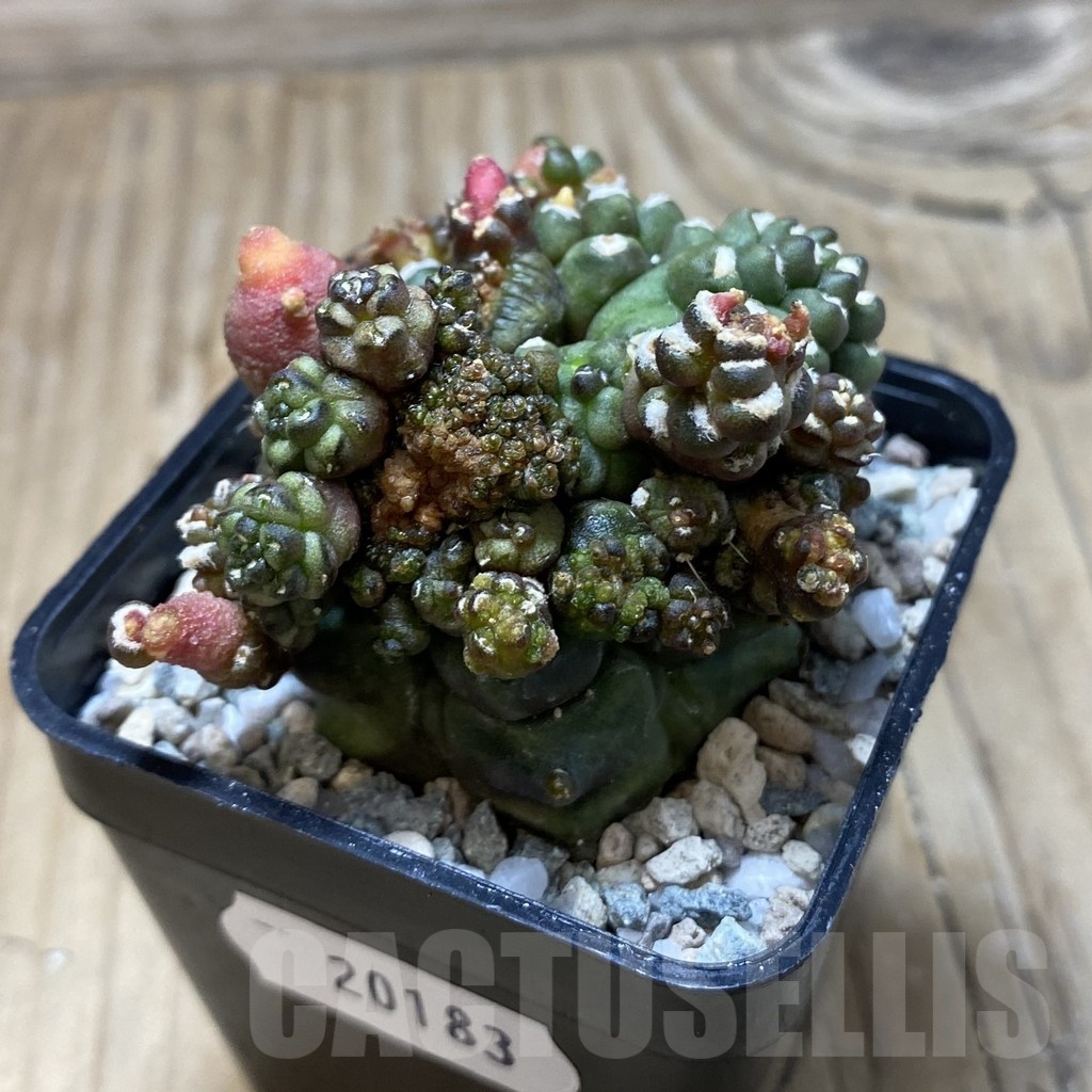 SH20183 Gymnocalycium mihanovichii ‘Transformer’ - immagine 2