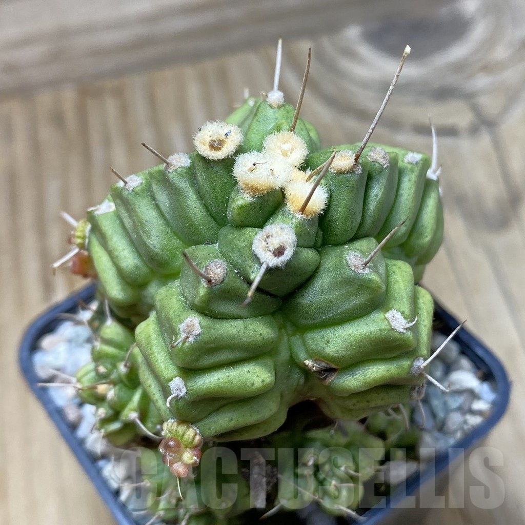 SH20184 Gymnocalycium mihanovichii ‘North Star’