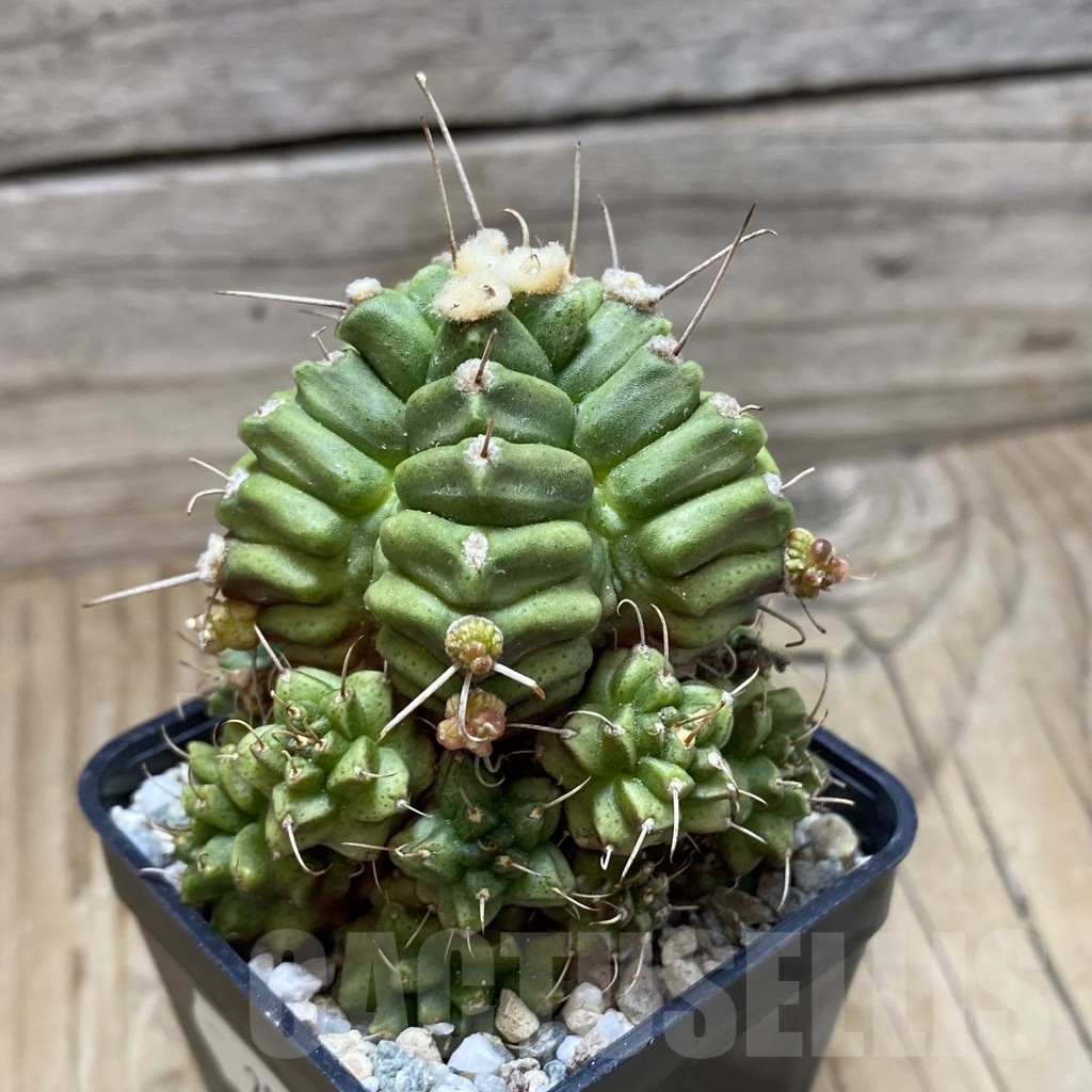 SH20184 Gymnocalycium mihanovichii ‘North Star’ - Image 2
