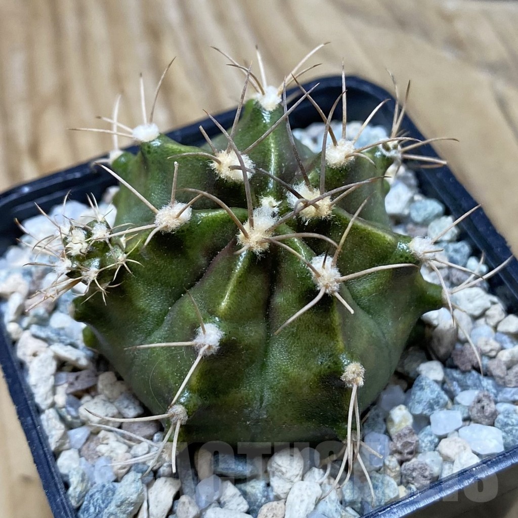 SH20185 Gymnocalycium mihanovichii ‘Rusty’