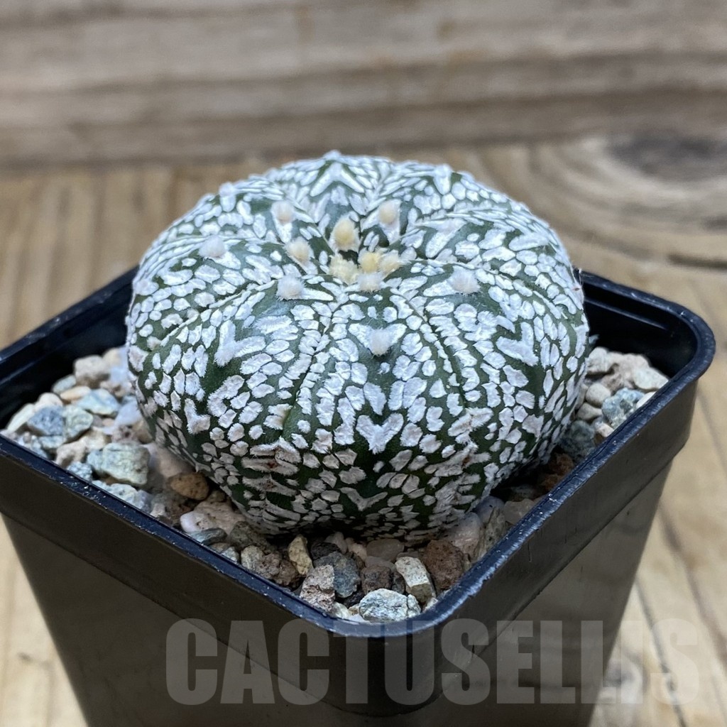 SH20140 Astrophytum asterias ‘Super Kabuto’ V-type - Image 2