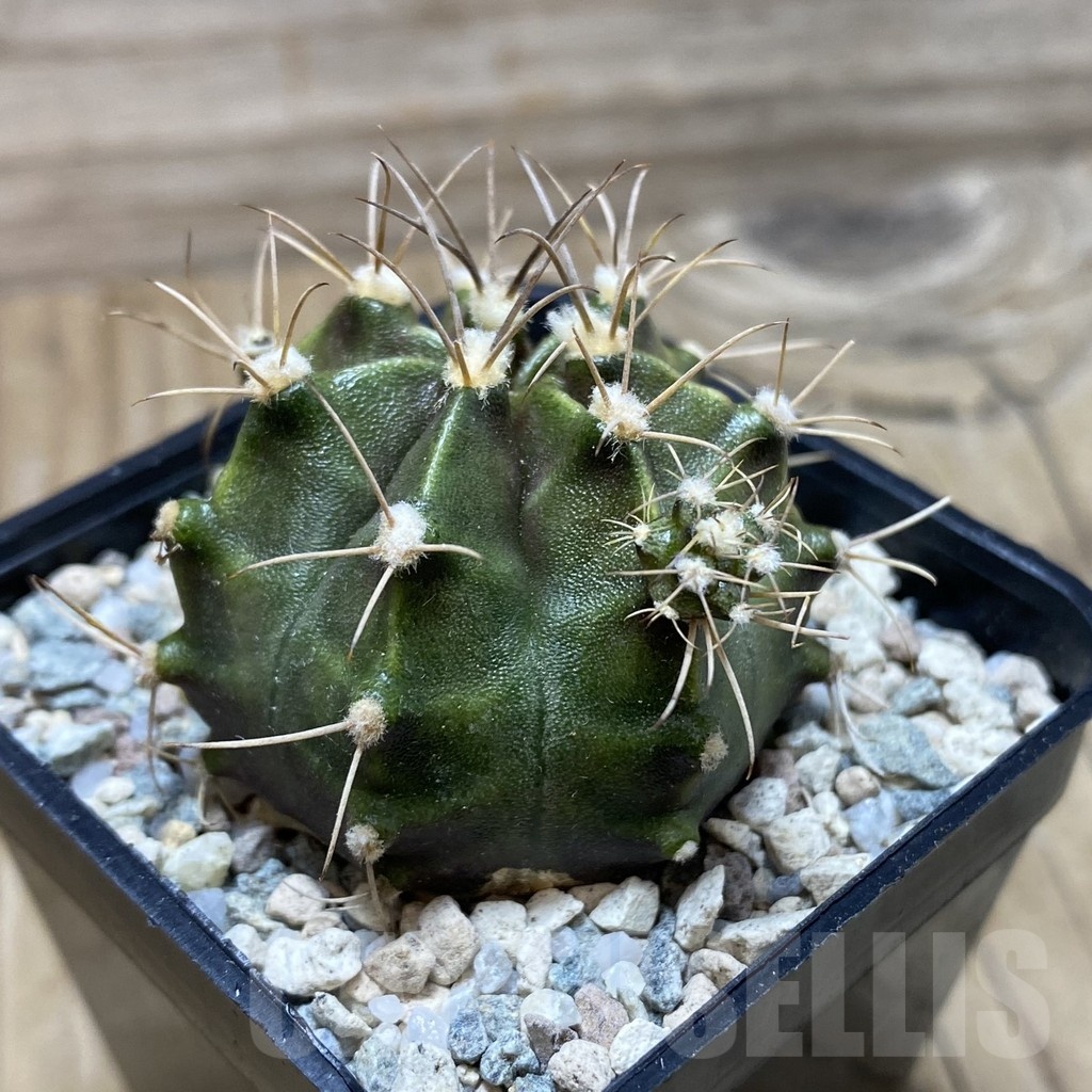 SH20185 Gymnocalycium mihanovichii ‘Rusty’ - Image 2