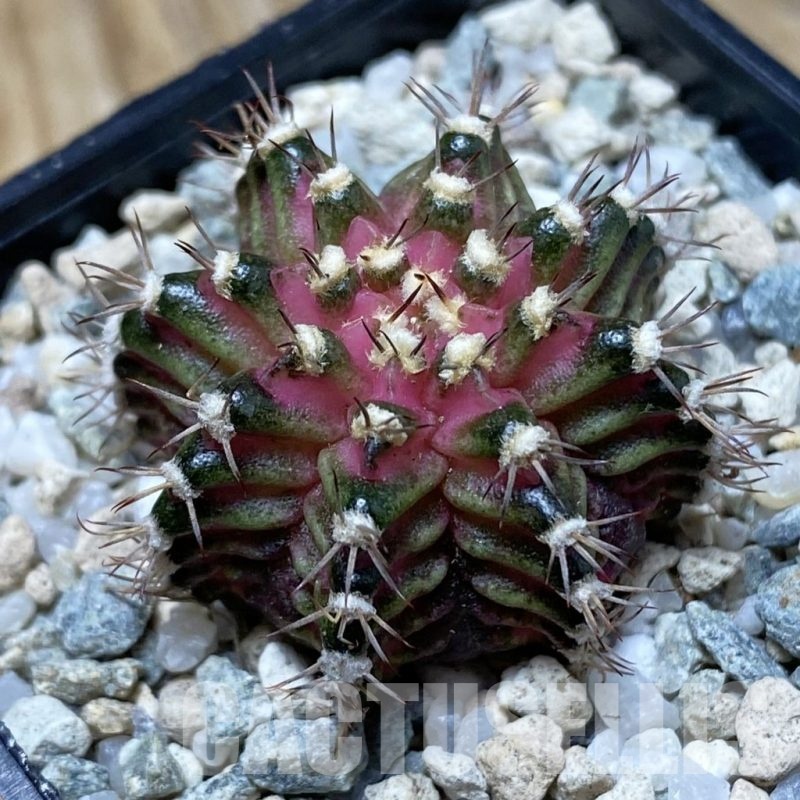 SH20186 Gymnocalycium mihanovichii ‘T-Rex’