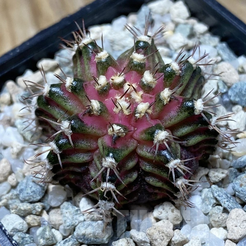 SH20186 Gymnocalycium mihanovichii ‘T-Rex’