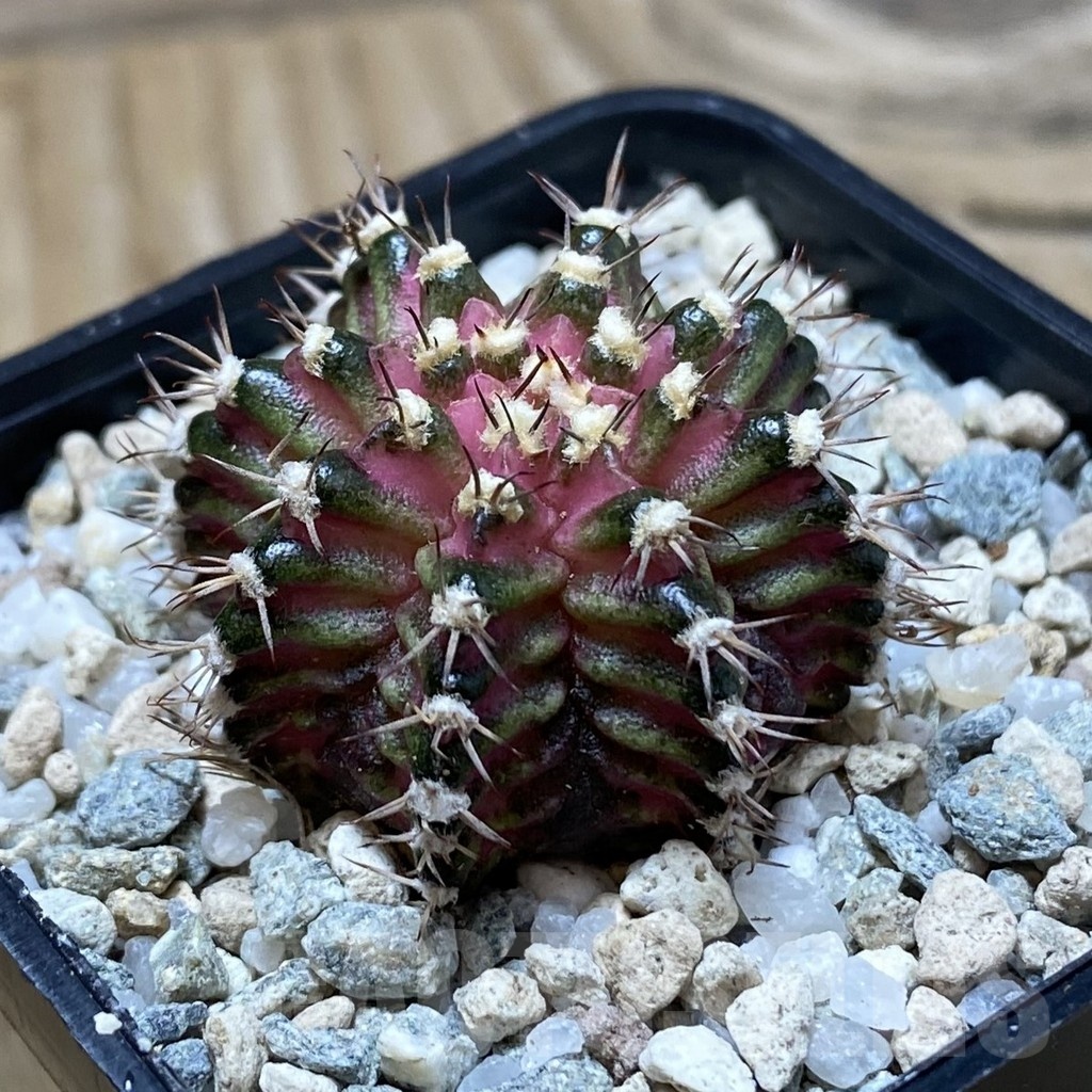 SH20186 Gymnocalycium mihanovichii ‘T-Rex’ - Image 2