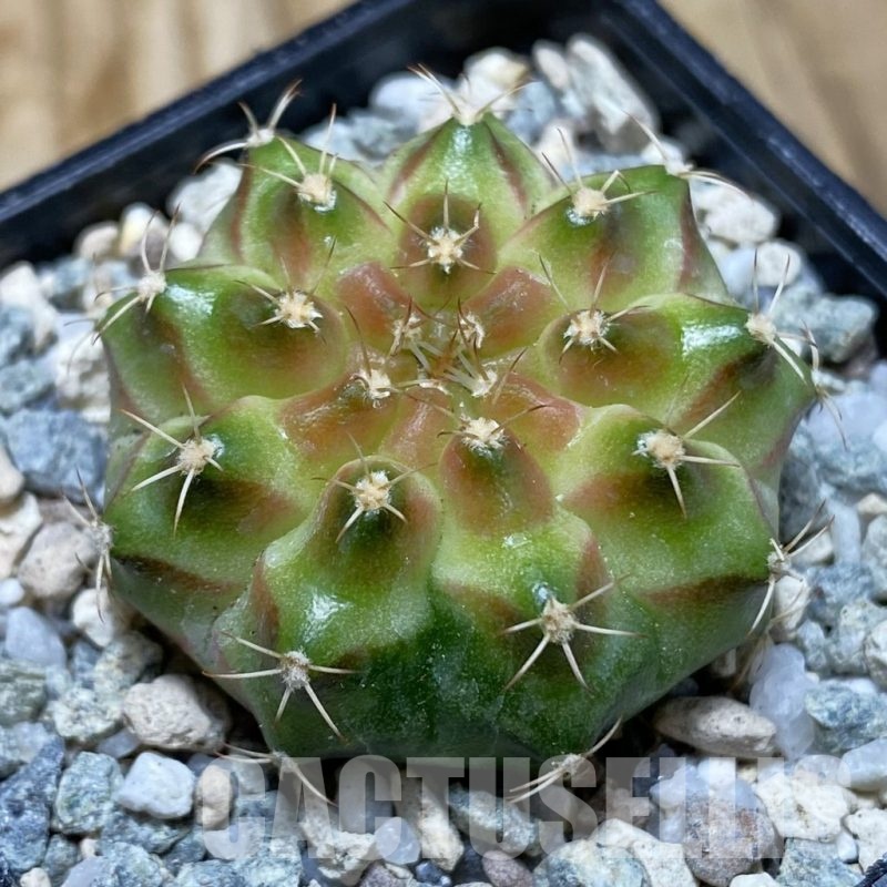 SH20187 Gymnocalycium mihanovichii ‘Neon’ Green