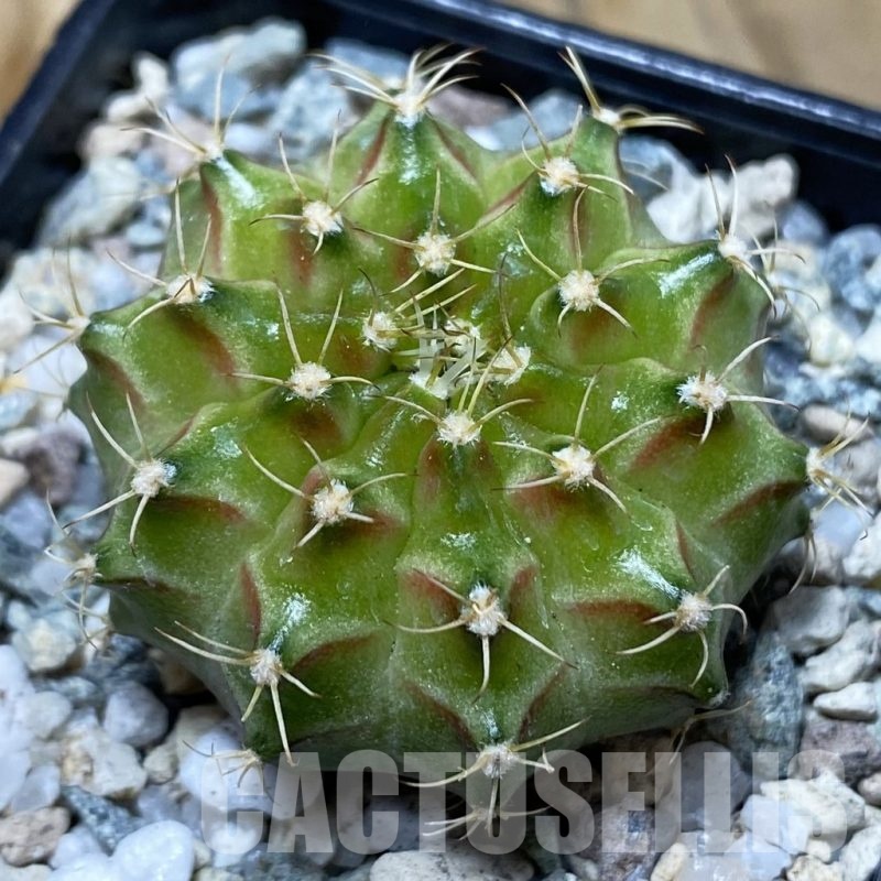 SH20188 Gymnocalycium mihanovichii ‘Neon’ Green