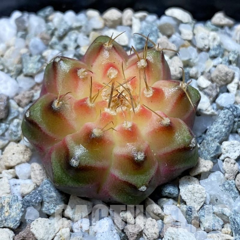 SH20189 Gymnocalycium mihanovichii ‘Neon’ Pink
