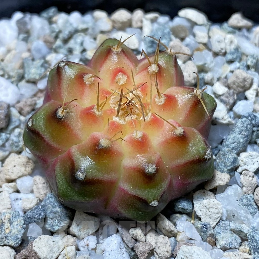 SH20189 Gymnocalycium mihanovichii ‘Neon’ Pink