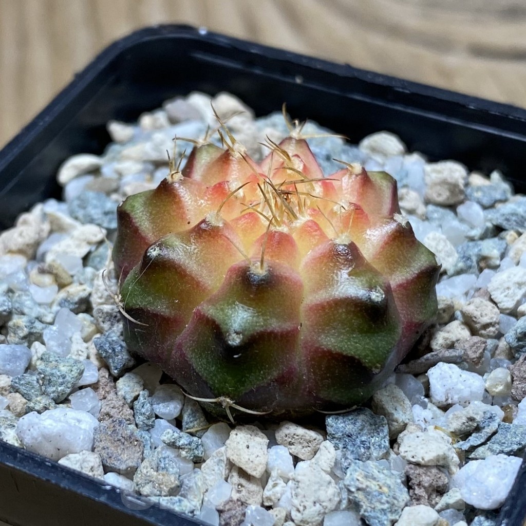 SH20189 Gymnocalycium mihanovichii ‘Neon’ Pink - immagine 2
