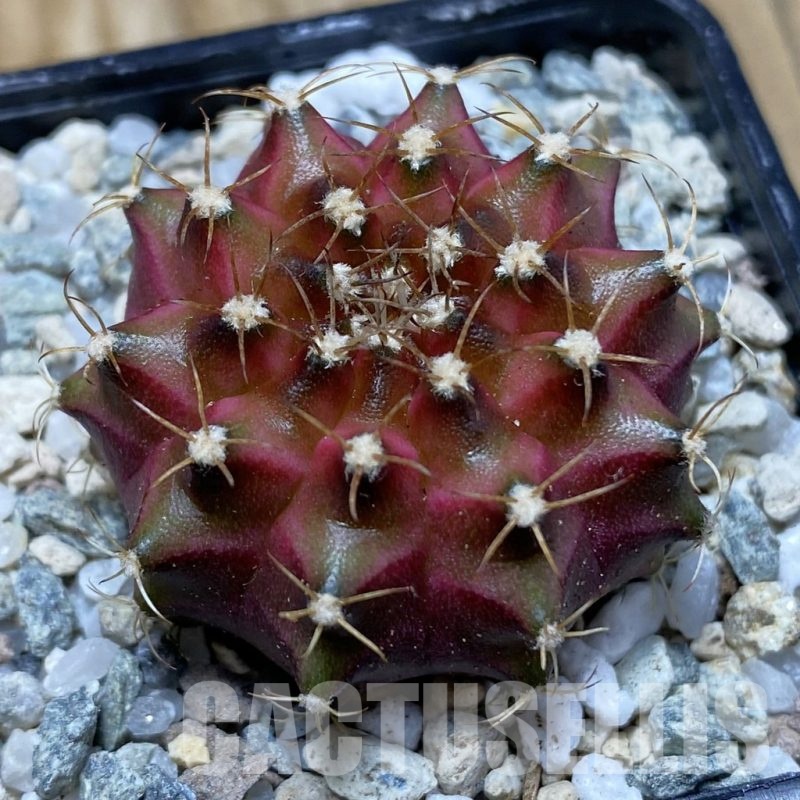 SH20190 Gymnocalycium mihanovichii ‘Neon’ Brown
