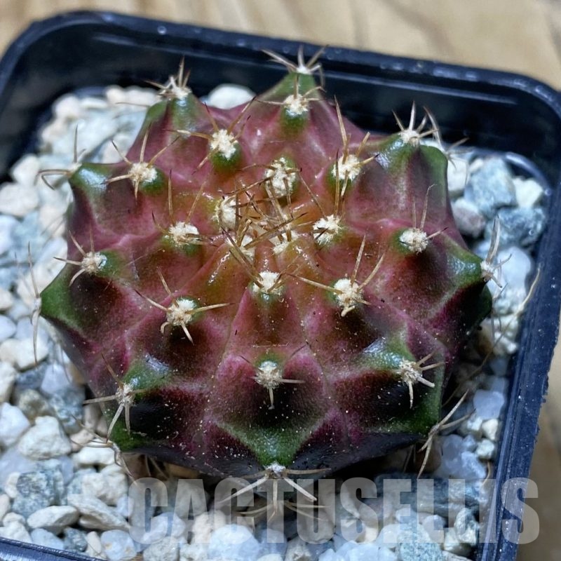 SH20191 Gymnocalycium mihanovichii ‘Neon’ Brown