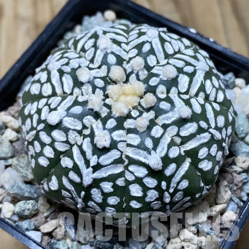SH20141 Astrophytum asterias ‘Super Kabuto’ V-type