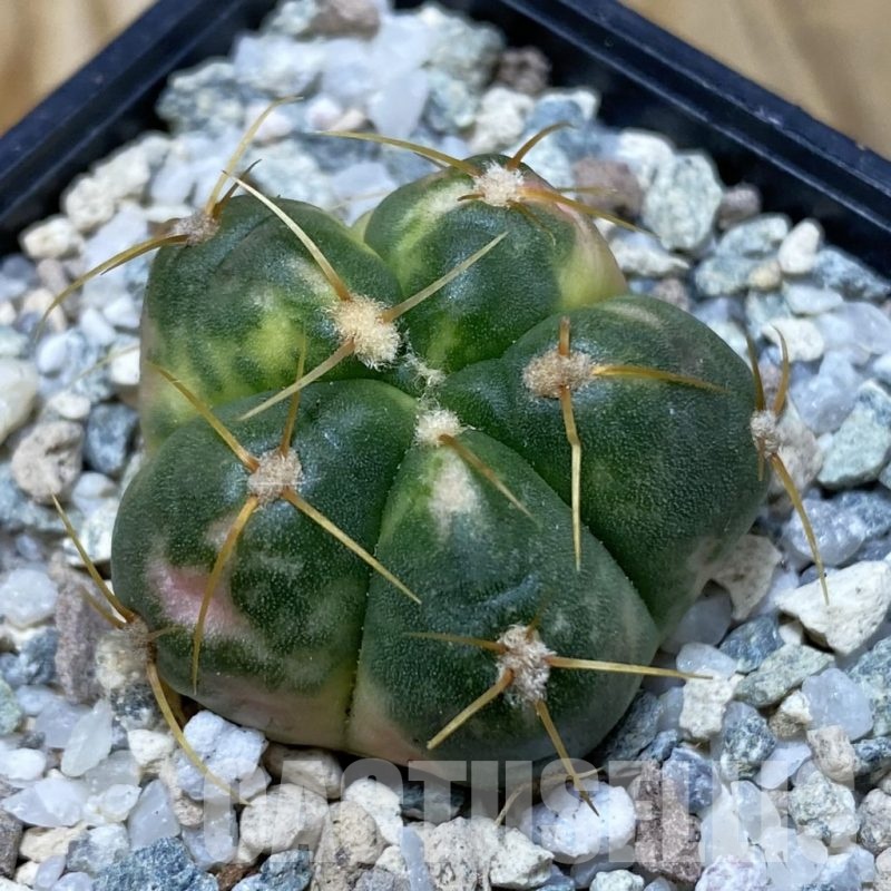 SH20192 Gymnocalycium horstii f. variegata