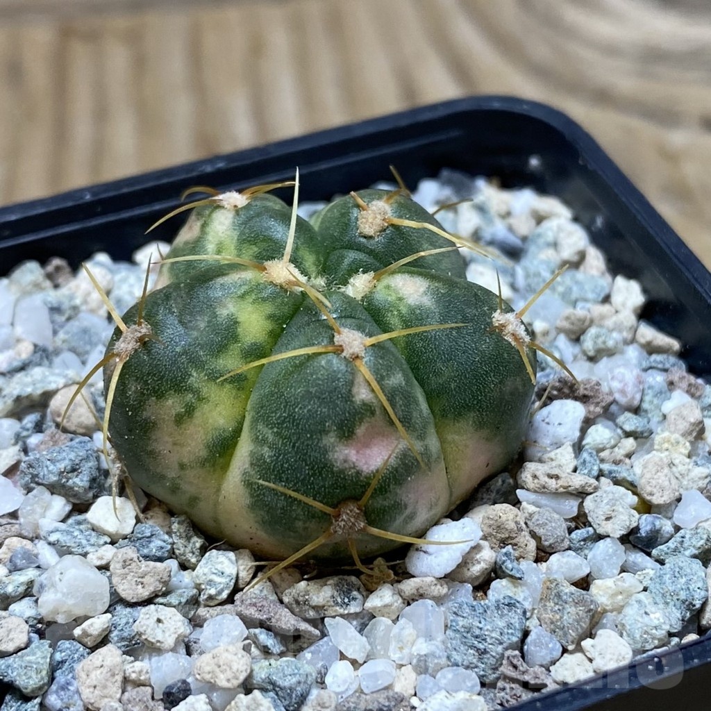 SH20192 Gymnocalycium horstii f. variegata - Image 2