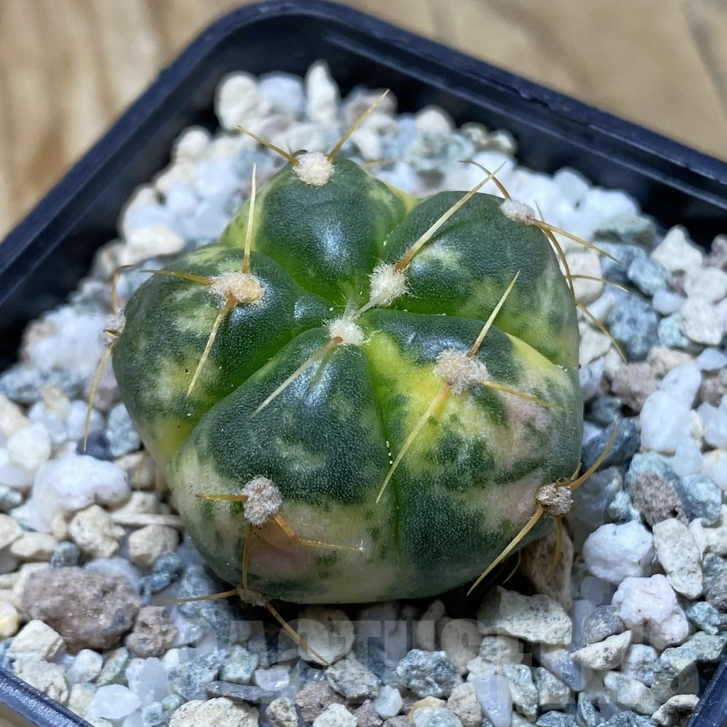 SH20193 Gymnocalycium horstii f. variegata
