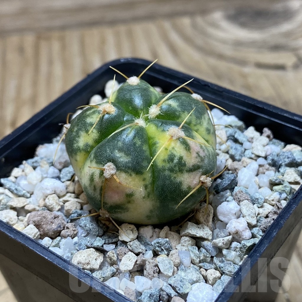 SH20193 Gymnocalycium horstii f. variegata - immagine 2