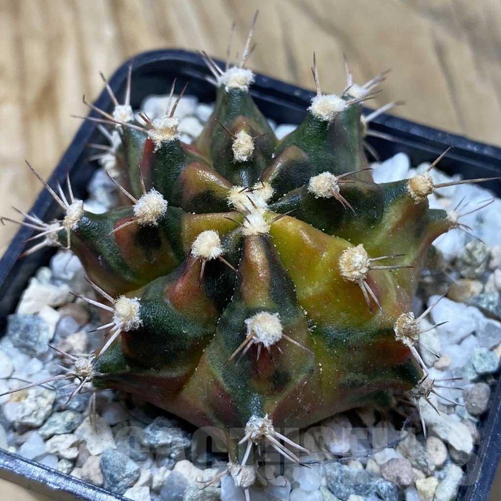 SH20195 Gymnocalycium mihanovichii 'Sepia'