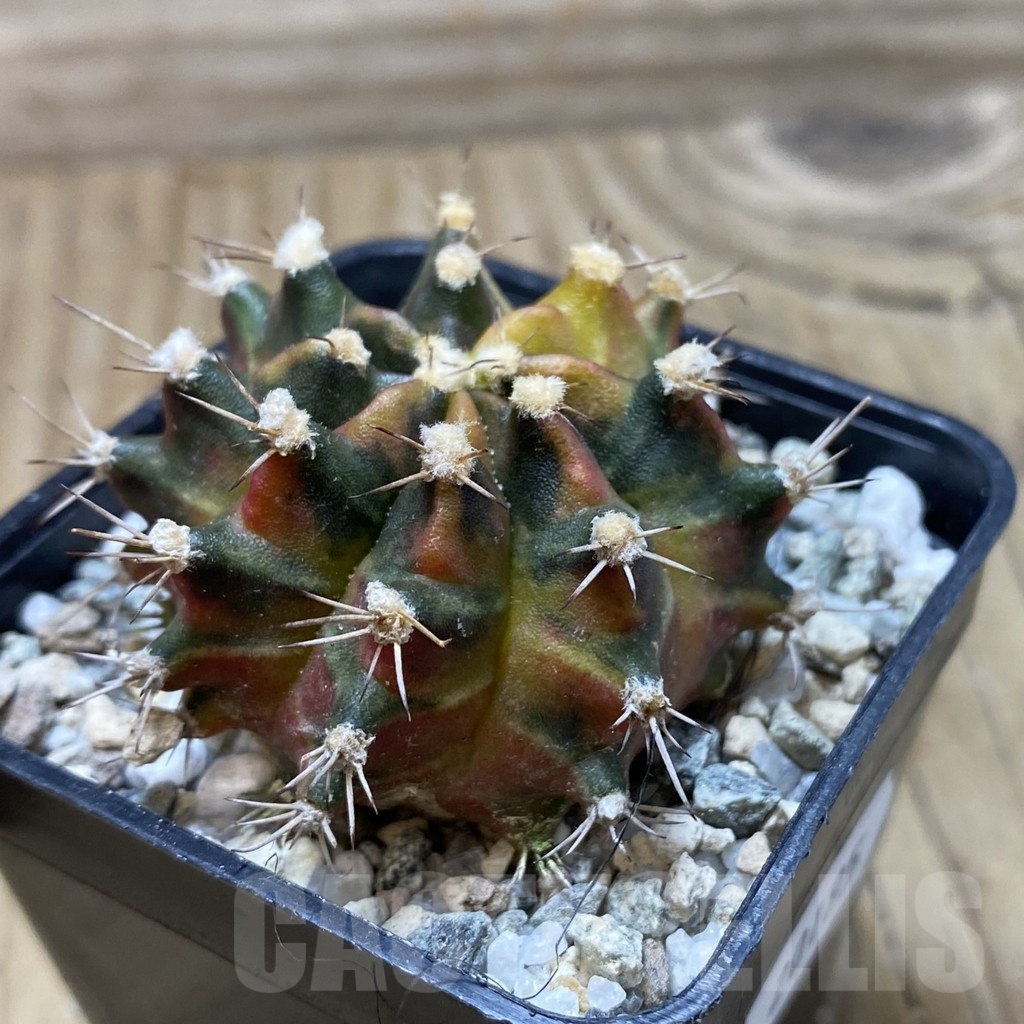 SH20195 Gymnocalycium mihanovichii 'Sepia' - Image 2