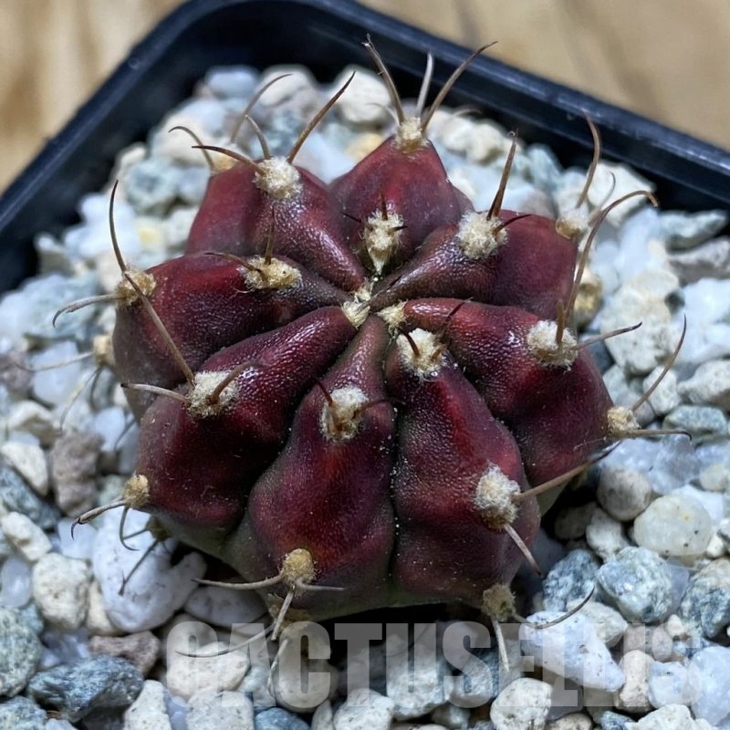 SH20197 Gymnocalycium mihanovichii 'Deadpool'