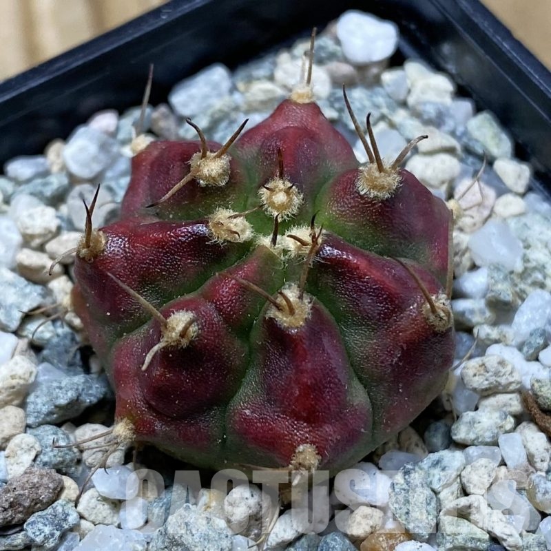 SH20198 Gymnocalycium mihanovichii 'Deadpool'