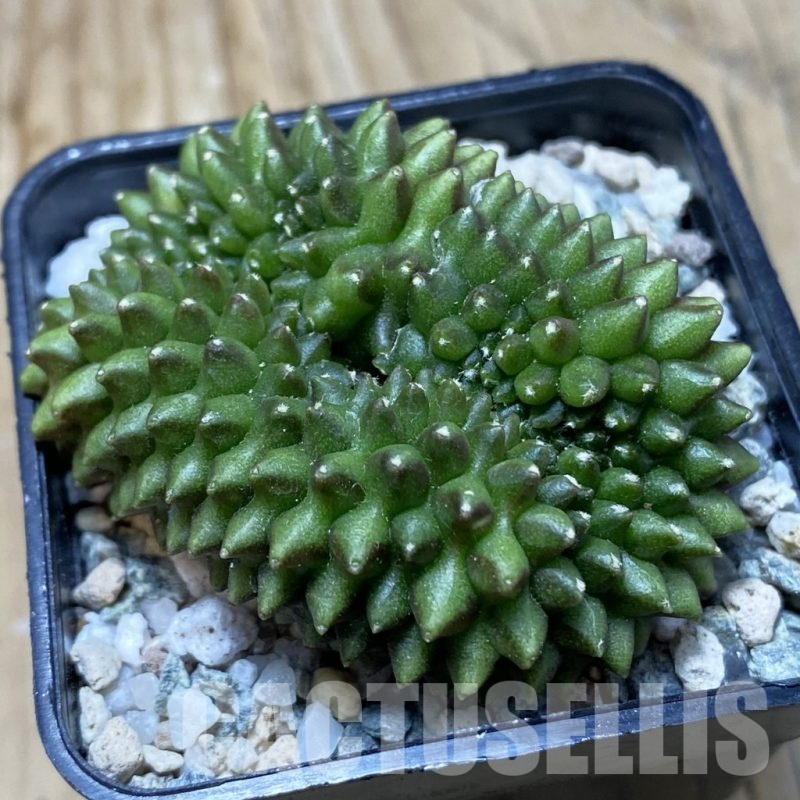 SH20199 Gymnocalycium mihanovichii ‘inermis’ f. cristata