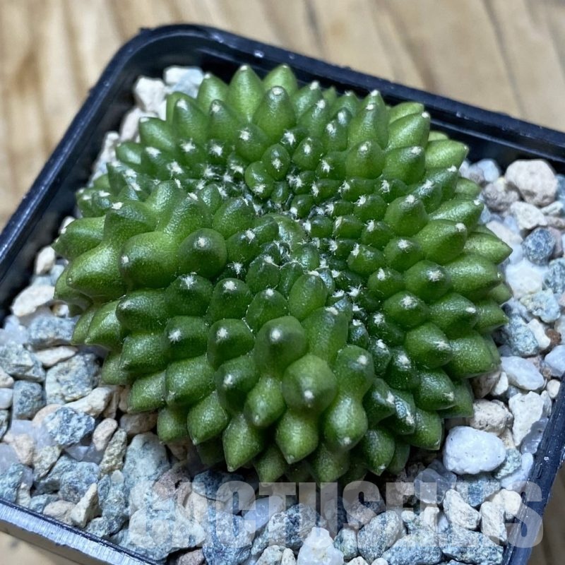 SH20200 Gymnocalycium mihanovichii ‘inermis’ f. cristata