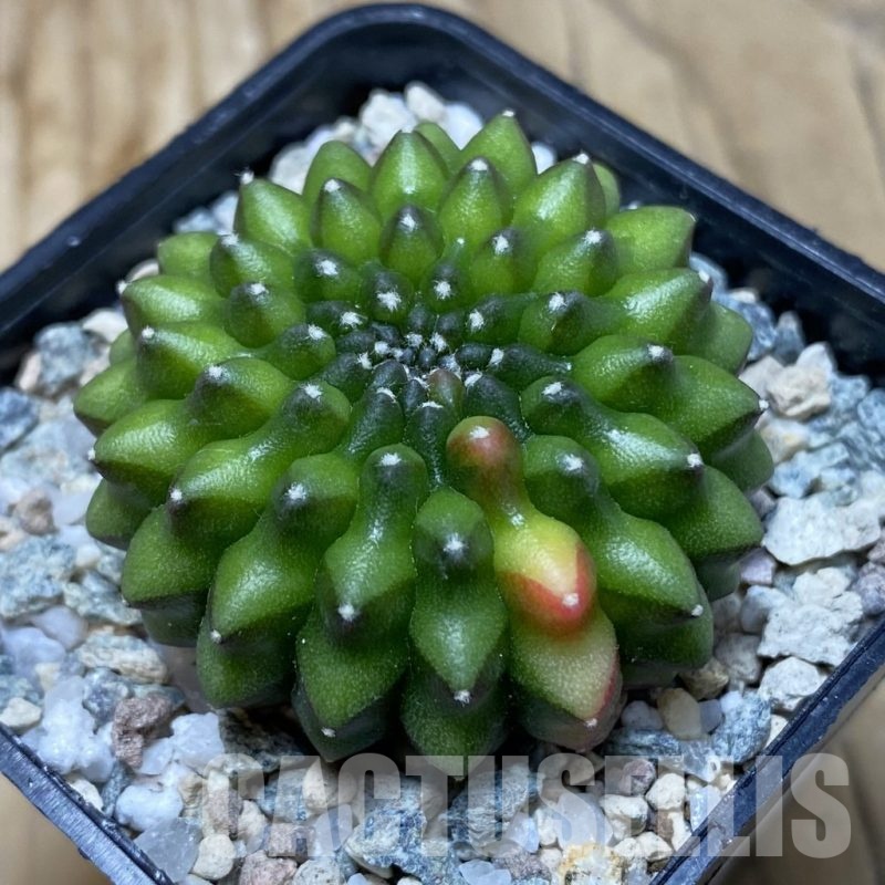 SH20201 Gymnocalycium mihanovichii ‘inermis’ f. variegata