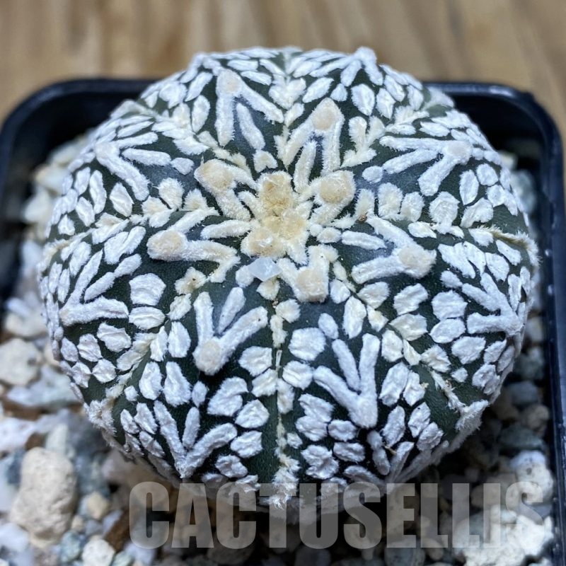 SH20142 Astrophytum asterias ‘Super Kabuto’ V-type