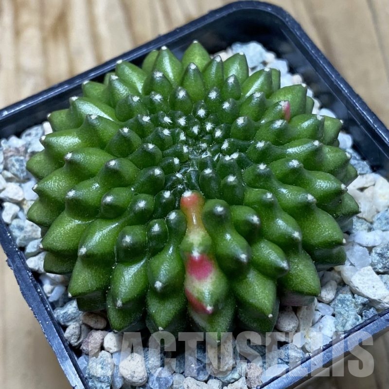 SH20202 Gymnocalycium mihanovichii ‘inermis’ f. variegata