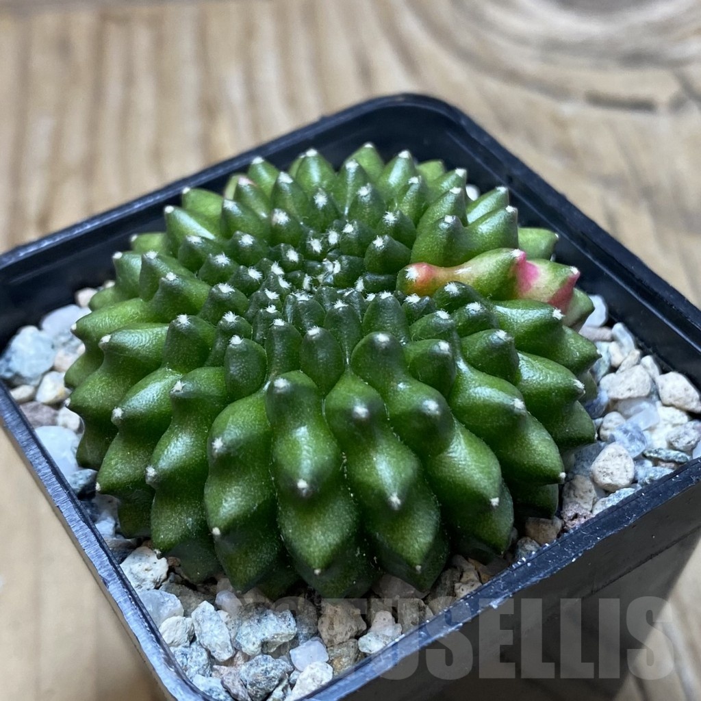 SH20202 Gymnocalycium mihanovichii ‘inermis’ f. variegata - Image 2