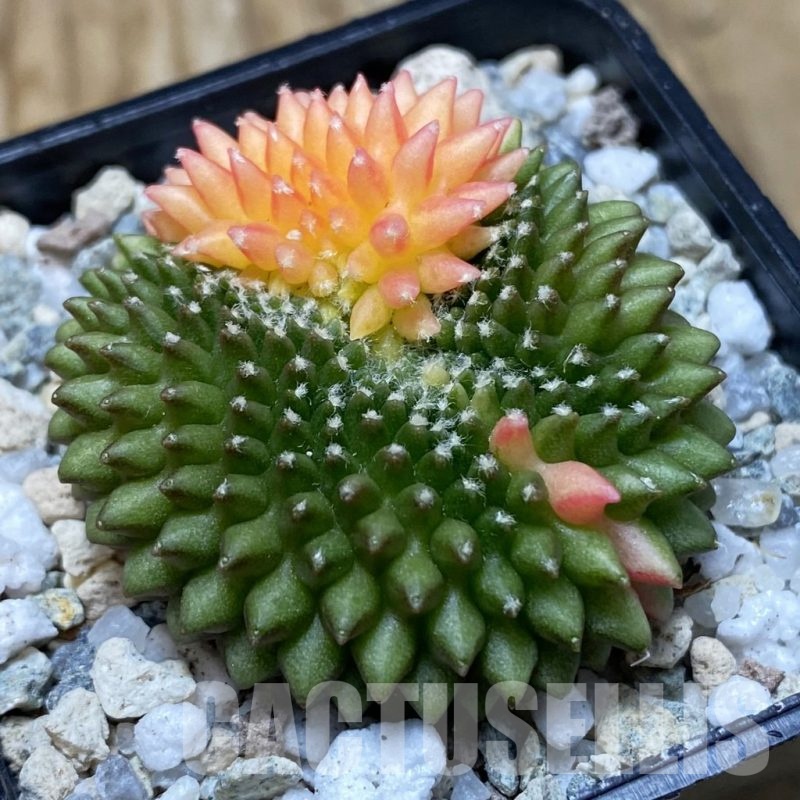 SH20204 Gymnocalycium mihanovichii ‘inermis’ f. variegata cristata