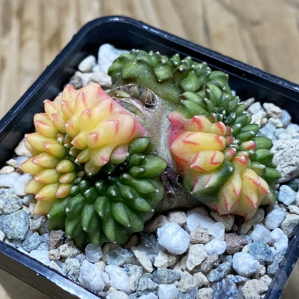 SH20205 Gymnocalycium mihanovichii ‘inermis’ f. variegata cristata