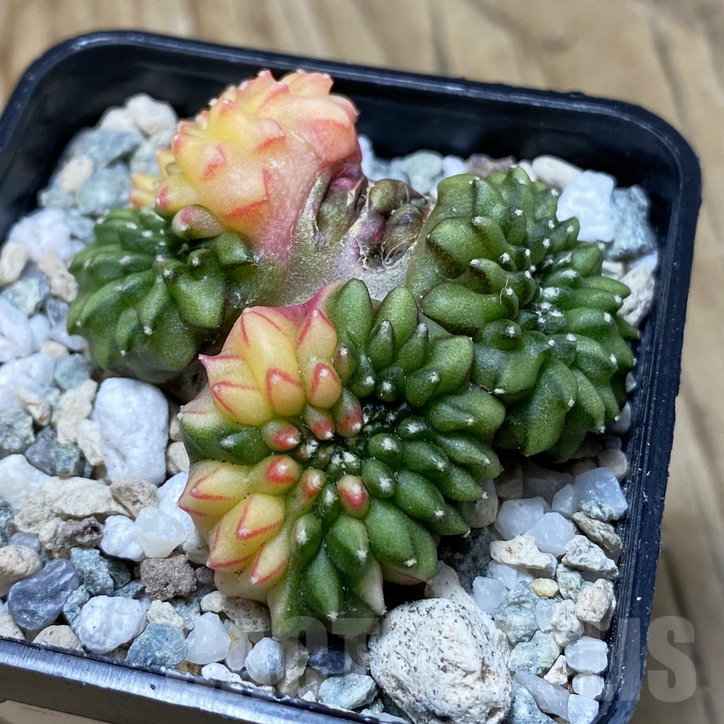 SH20205 Gymnocalycium mihanovichii ‘inermis’ f. variegata cristata - Imagen 2