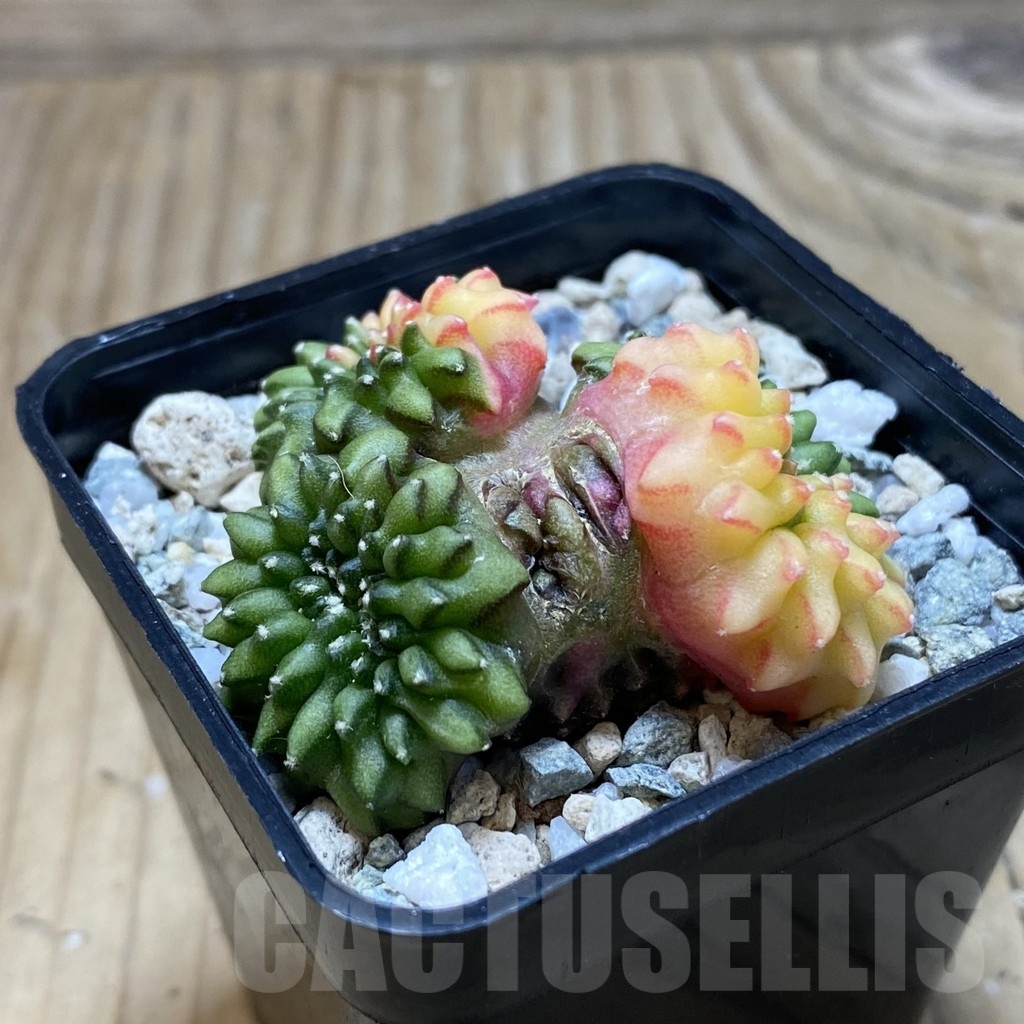 SH20205 Gymnocalycium mihanovichii ‘inermis’ f. variegata cristata - Imagen 3