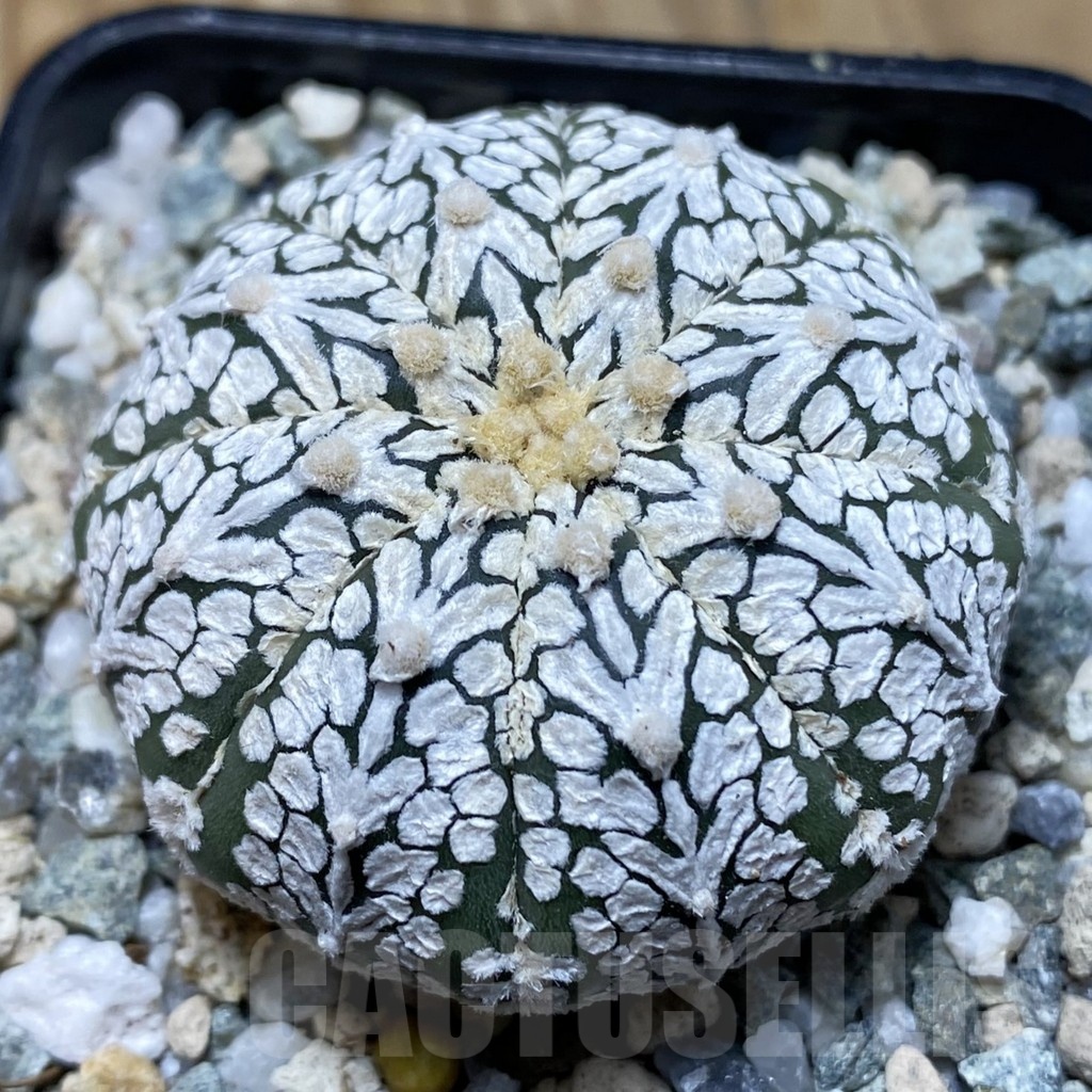 SH20144 Astrophytum asterias ‘Super Kabuto’ V-type