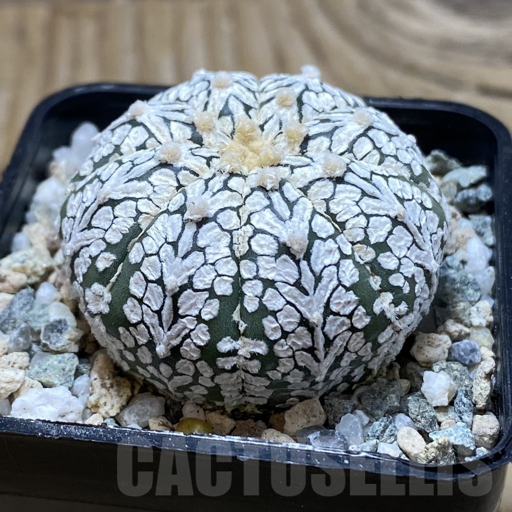 SH20144 Astrophytum asterias ‘Super Kabuto’ V-type - Image 2