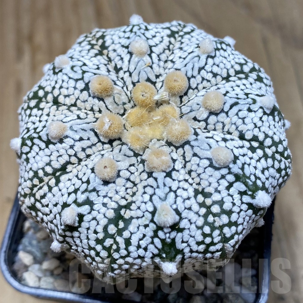 SH20145 Astrophytum asterias ‘Super Kabuto’ hybrid