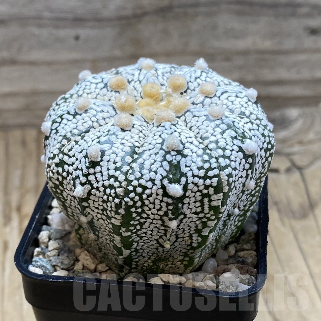 SH20145 Astrophytum asterias ‘Super Kabuto’ hybrid - Зображення 2