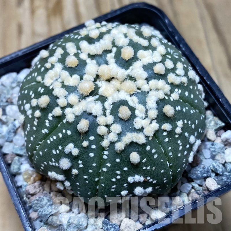 SH20137 Astrophytum asterias ‘Hanazono’