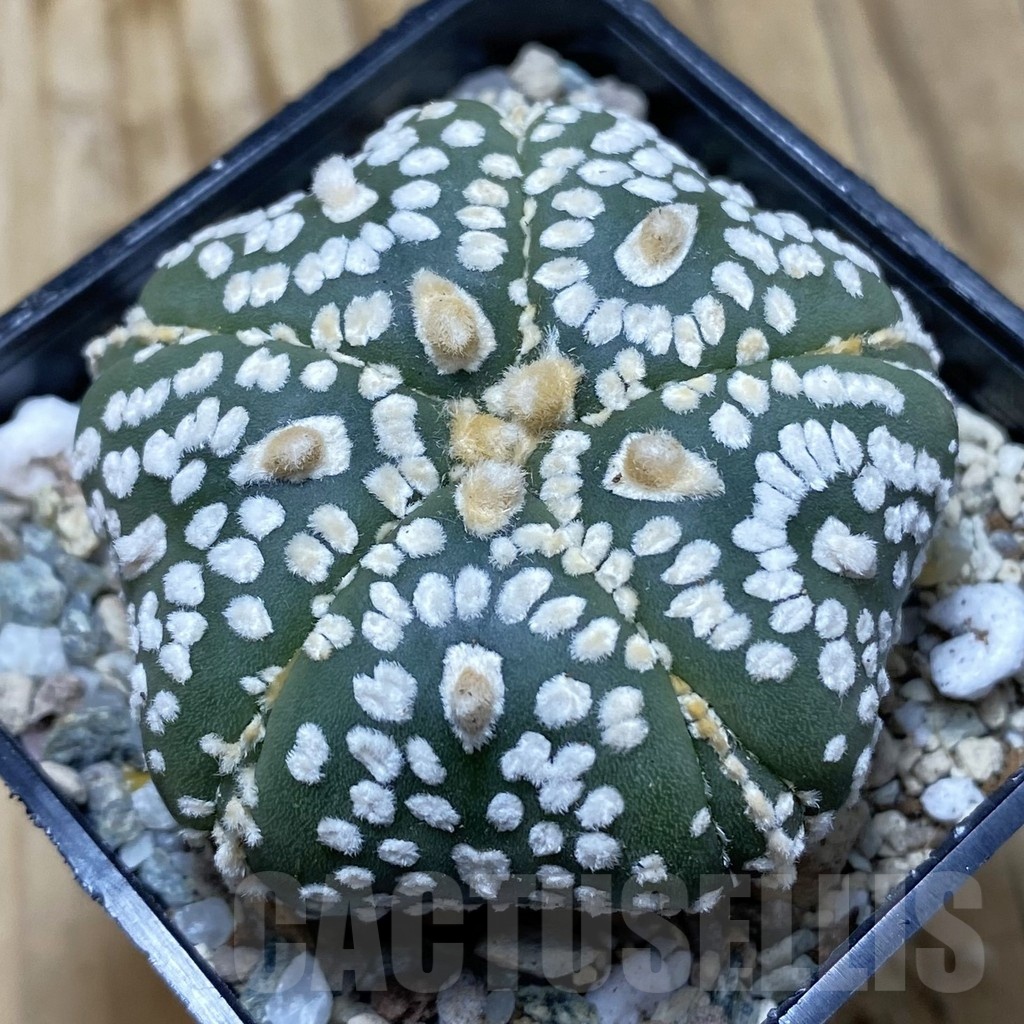 SH20152 Astrophytum asterias ‘Super Kabuto Star Shape’
