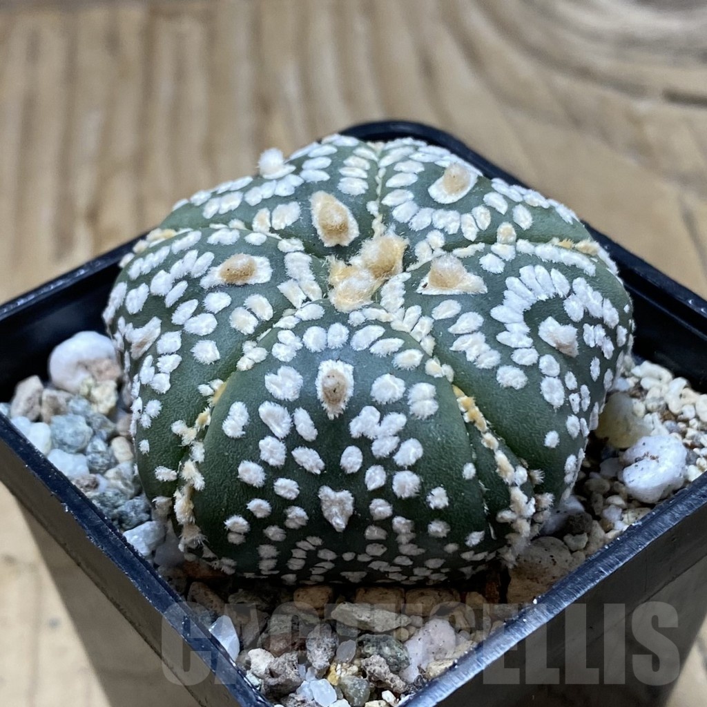 SH20152 Astrophytum asterias ‘Super Kabuto Star Shape’ - Image 2