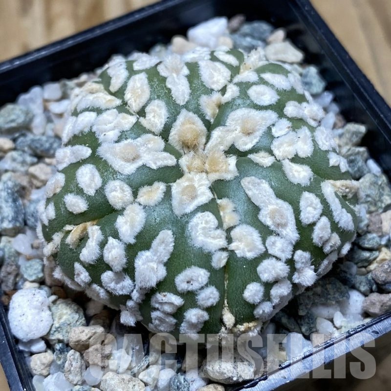 SH20153 Astrophytum asterias ‘Super Kabuto Star Shape’