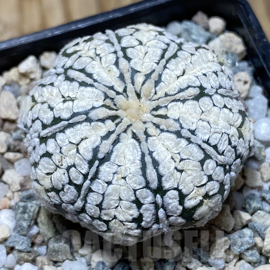 SH20156 Astrophytum asterias ‘Super Kabuto’ hybrid
