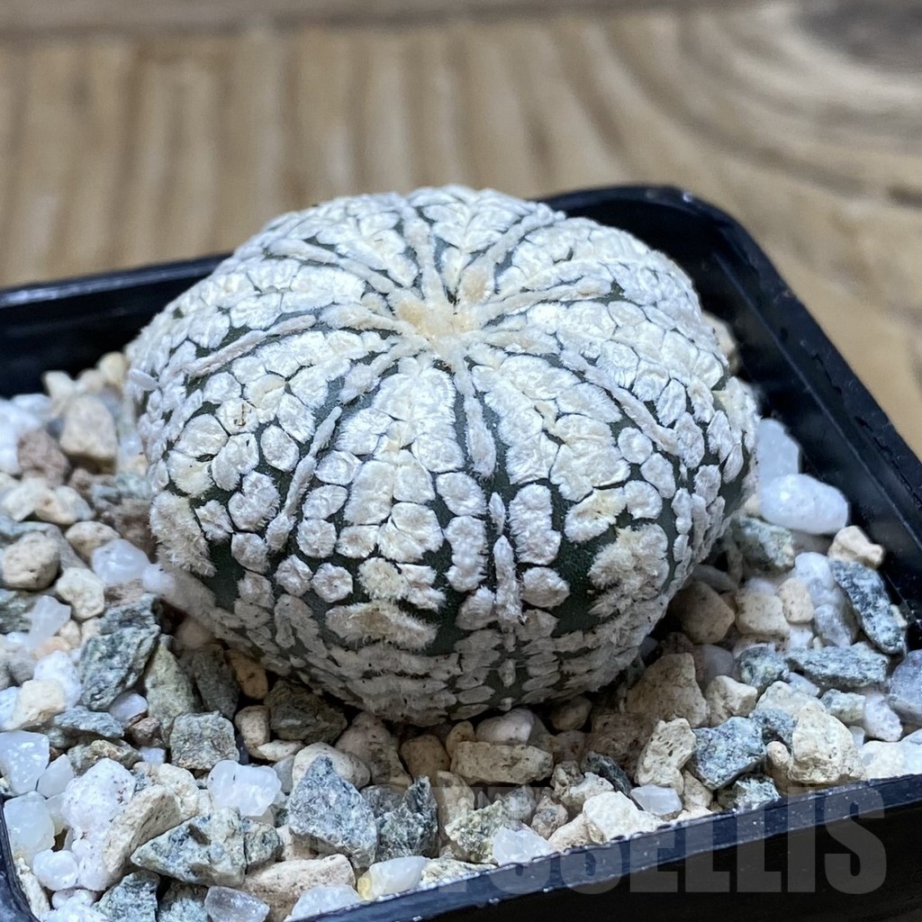 SH20156 Astrophytum asterias ‘Super Kabuto’ hybrid - Image 2