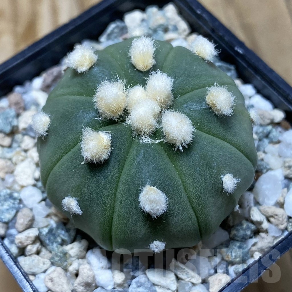 SH20158 Astrophytum asterias ‘Ooibo’