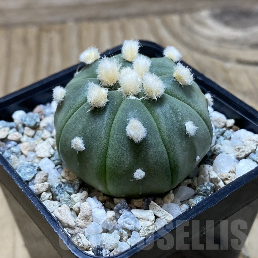 SH20158 Astrophytum asterias ‘Ooibo’ - Image 2